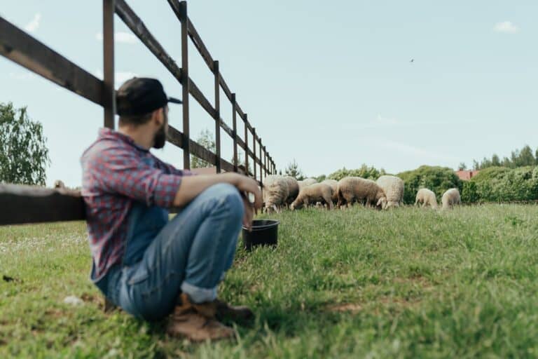 Landwirt beobachtet Schafherde auf grüner Weide