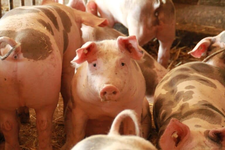 schweine