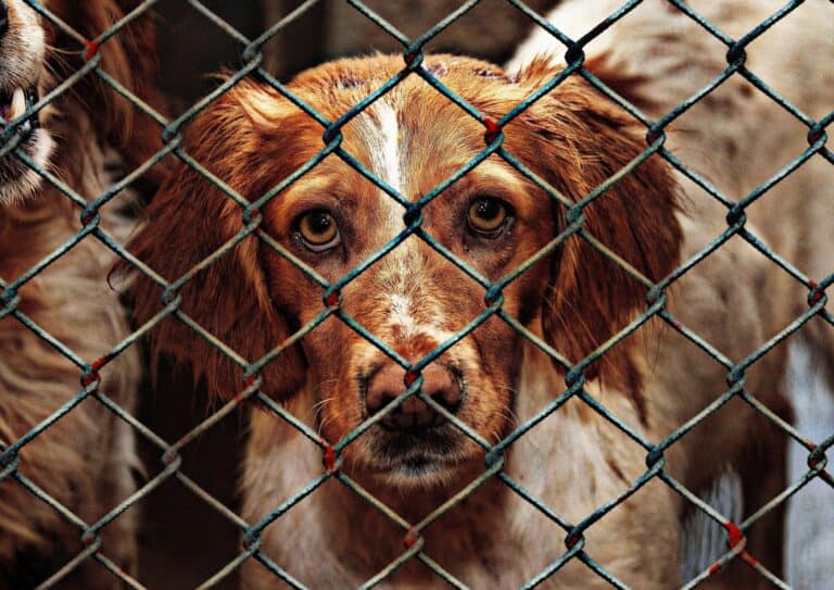 Hund hinter Maschendrahtzaun blickt in Kamera