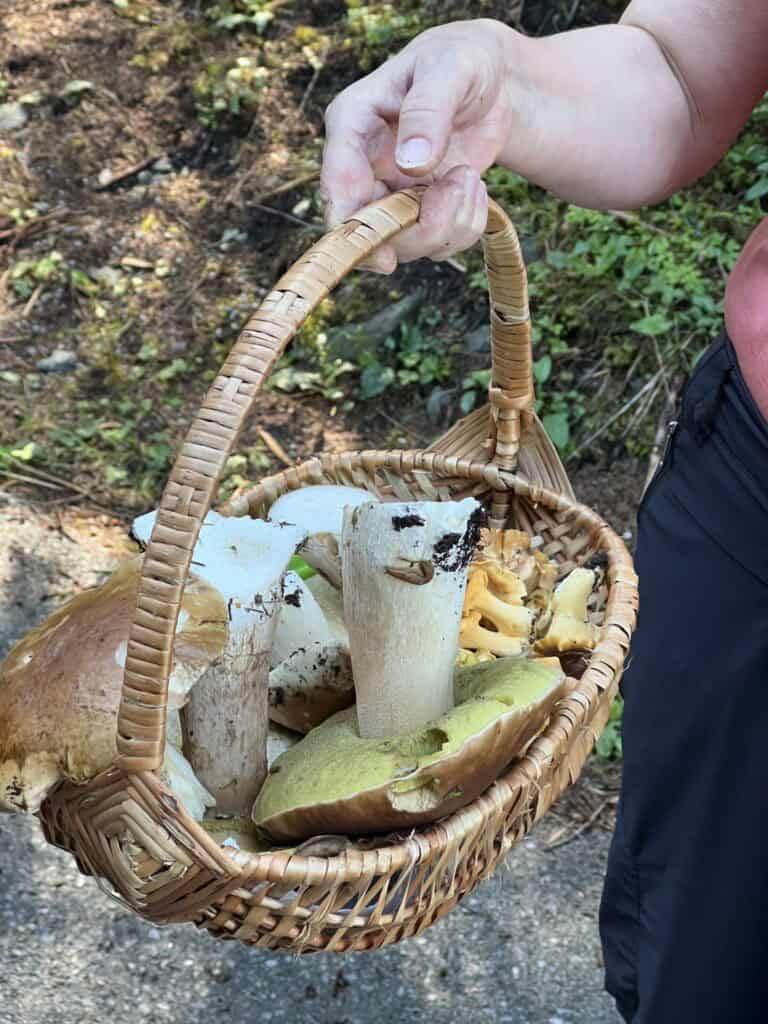 Pilze sammeln im Herbst